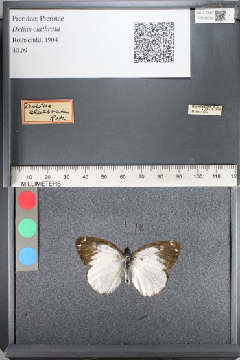 Media type: image;   Entomology 130235
